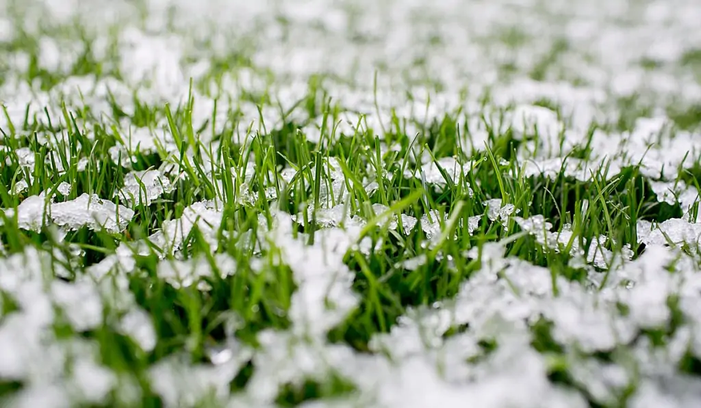 Winter Lawn Care